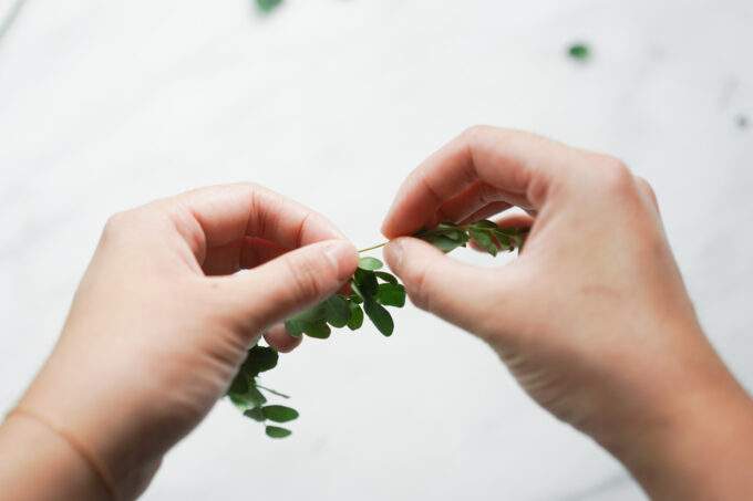 holding stem of moringa