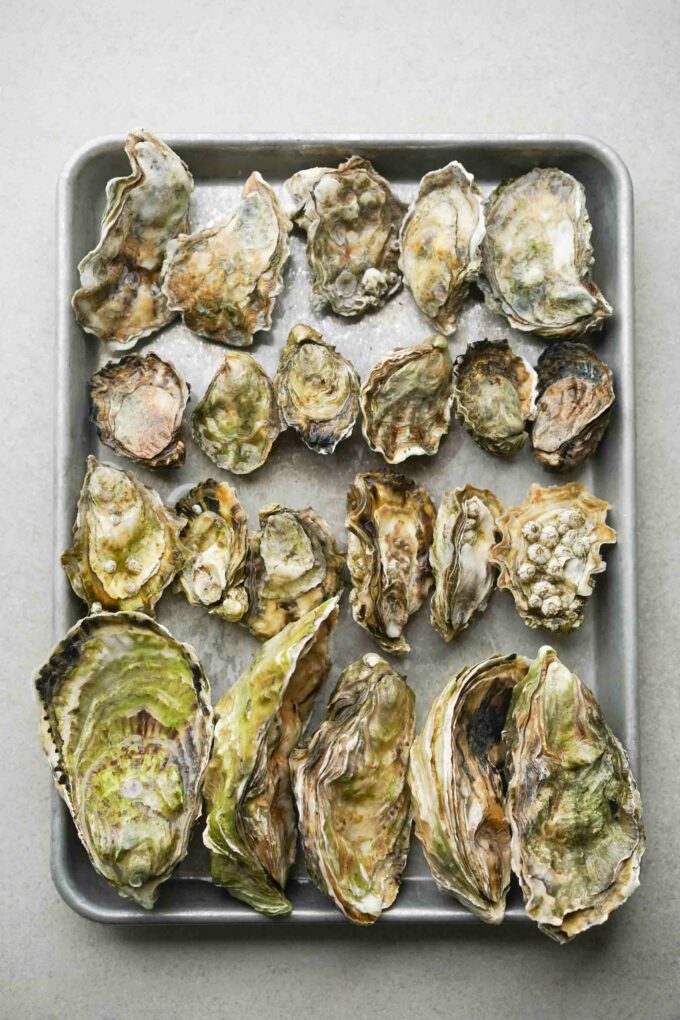 tray of oyster varieties
