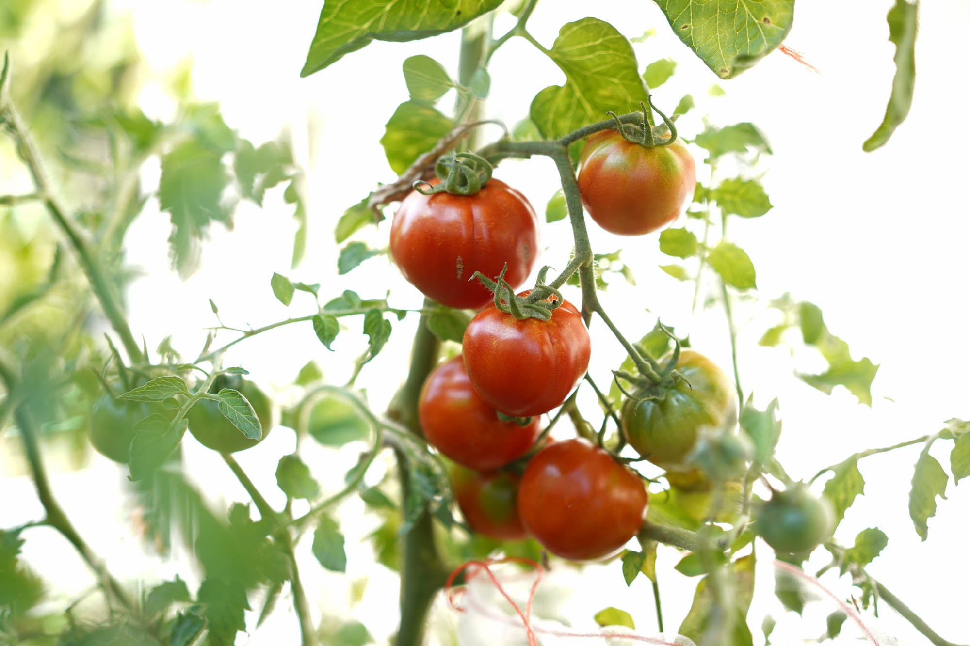 11 Tips for Growing Terrific Tomatoes in Pots
